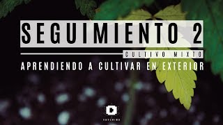 Seguimiento Cultivo - Número 2