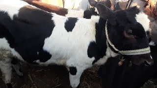 اسعار النتاية الرضيع والقاني بسوق السبت باسنا اليوم 28.12.2019 # قناه الحلوين