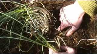 Foraging Edible Plants - Onion | Wild Food