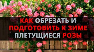 Как обрезать и подготовить к зиме плетущиеся розы!