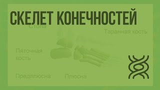 Скелет конечностей. Видеоурок по биологии 8 класс