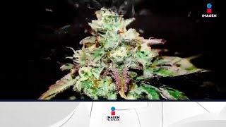 ¿Qué hay detrás del consumo lúdico de la marihuana? | Noticias con Francisco Zea