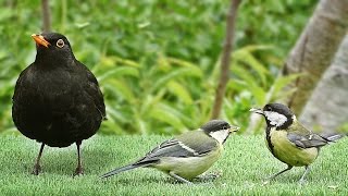 Videos for Cats to Watch - Birds on The Green Grass
