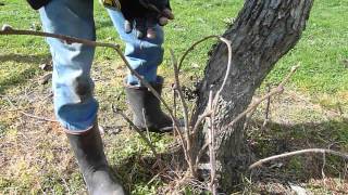 Секатор для прививки SCIONON Grafting Shears SGK3-19