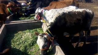 Sahiwal Fresigen Jarsy Wachian for sale Sargodha Janwar Mandi 05/03/2019