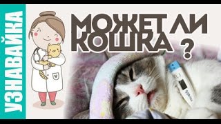 Может ли кошка заразиться, забеременеть? Узнавайка