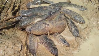 Wow! Amazing Smart Boy Fishing in Cambodia - How to Fishing - By Natural Life ( That working)