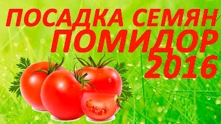 Посадка семян помидор 2016. Посадка семян в улитку. Посев семян томатов