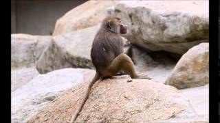 Английское произношения слов English pronunciation of words online
