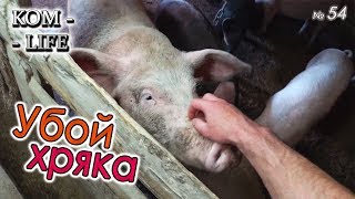 УБОЙ ХРЯКА У СОСЕДА