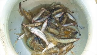 পদ্মায় খেপলা জাল দিয়ে রশিদ ভাইয়ের মাছ শিকার | Fishing In Padma River By Khepla Net.