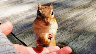 도토리를 주면 멱살 잡는 다람쥐 월리 Trying To Grab My Collar When I Offer Acorns To Chipmunk Wally