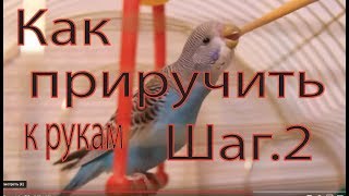 Как приручить попугая к рукам шаг второй налаживаем общение с попугаем
