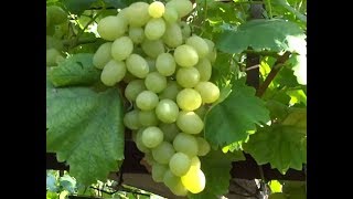 Ранне-средние сорта винограда 2019. Тянь-Шань