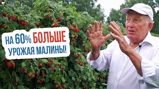 Как увеличить урожай малины | Двухцикличная технология выращивания