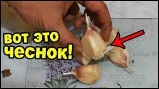 Очень крупный чеснок! Уборка урожая.