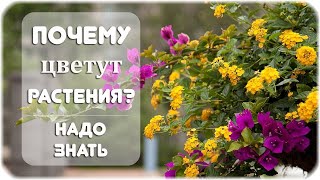 Почему цветут растения?