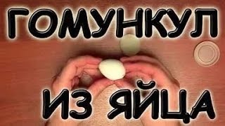 11ЖИВОЙ БОЛЬШОЙ ГОМУНКУЛ ИЗ ЯЙЦА