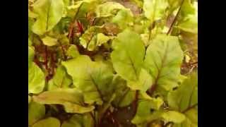 http://www.mathstrength.com- Sfecla Rosie -Planta medicinala -Farmacia naturii