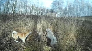 Охота на барсука с лайками.