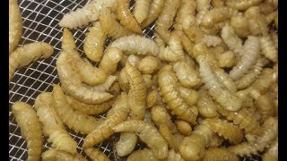 مشروع انتاج الميل ورم من ربع كيلو فقط الحلقه رقم 2