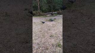 Наглые голуби Серебряный бор нудистский пляж !/Impudent pigeons Silver forest nudist beach !