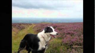 Border Collie UK
