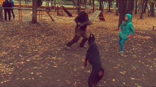 Доберман на защите детей.Doberman to protect children.