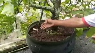 Cara merawat jambu madu tabulam pot menjadi Bonsai bernilai puluhan juta rupiah