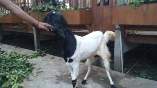 0812-2838-0678, Jual Kambing Kaligesing ( Peranakan Etawa ) Berkualitas & Murah