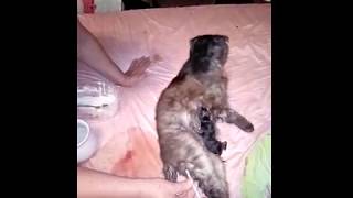 Укол кошке