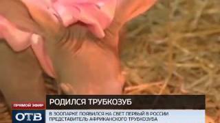В Екатеринбургском зоопарке появился первый трубкозуб-россиянин