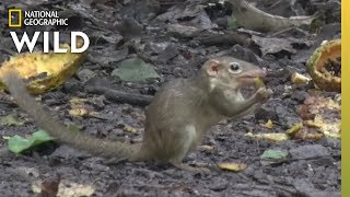 This Is Only the Second Mammal Known to Seek Out Spicy Food | Nat Geo Wild
