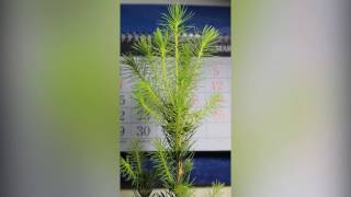 Ель Коника и кипарисовик Элвуди в горшках на подоконнике - часть 2