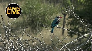 safariLIVE - Sunset Safari - April 09, 2019