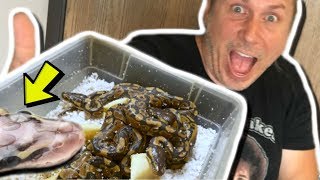 BABY SNAKES HATCHING AND LORI PRANKED ME BAD!! HURT A LOT!! | BRIAN BARCZYK