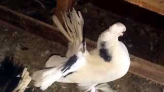White Fantail pigeons