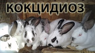 Кокцидиоз у кроликов – лечение болезни, симптомы, профилактика.