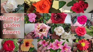 My rose collection, my garden flowers, aaj hamare garden main kon kon se phool khile,garden update