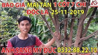 BÁO GIÁ MAI TÀN 1 CỐT 7 CHI ĐỘC LẠ 25-11-2019 ? ANH SANG MỸ ĐỨC 0332882210 ? | AN GIANG NGÀY NAY