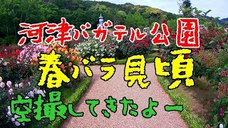 伊豆 河津 バガテル公園 春バラ 見頃 空撮 してきました git2P MAVIC PRO