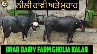 Part 2 of Brar Dairy Farm Gholia Kalan, ਕਾਮਯਾਬ ਡੇਅਰੀ ਫਾਰਮ ਦੀਆਂ ਸੋਹਣੀਆਂ ਮੱਝਾਂ