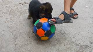 Весёлый и милый щенок Немецкой овчарки. Funny and cute German Shepherd puppy.