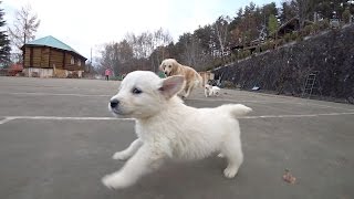 八ヶ岳 犬の牧場 ゴールデンレトリバー ジュニアとフェリシアの子犬たち ２０１６年 秋