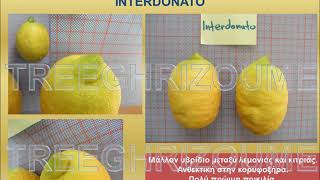 Lemon tree cultivars_Ποικιλίες λεμονιάς