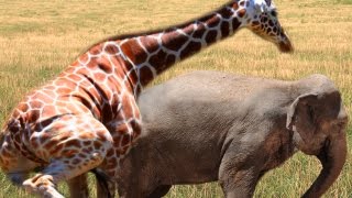 Animal Mating Breeding : Different Animals
