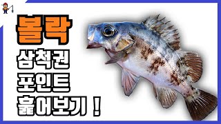 삼척권 볼락 루어 낚시를 다녀왔습니다. 다녀온 포인트와 잘 먹혔던 액션법을 소개합니다. メバル, メバリング, rock fish