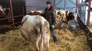 Уборка в навесе для молочных коров после зимы