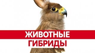 НЕОБЫЧНЫЕ ЖИВОТНЫЕ. Странные гибриды животных!