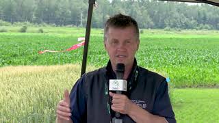 Impacts de la date de semis, du trèfle et des fongicides sur le blé d'automne
